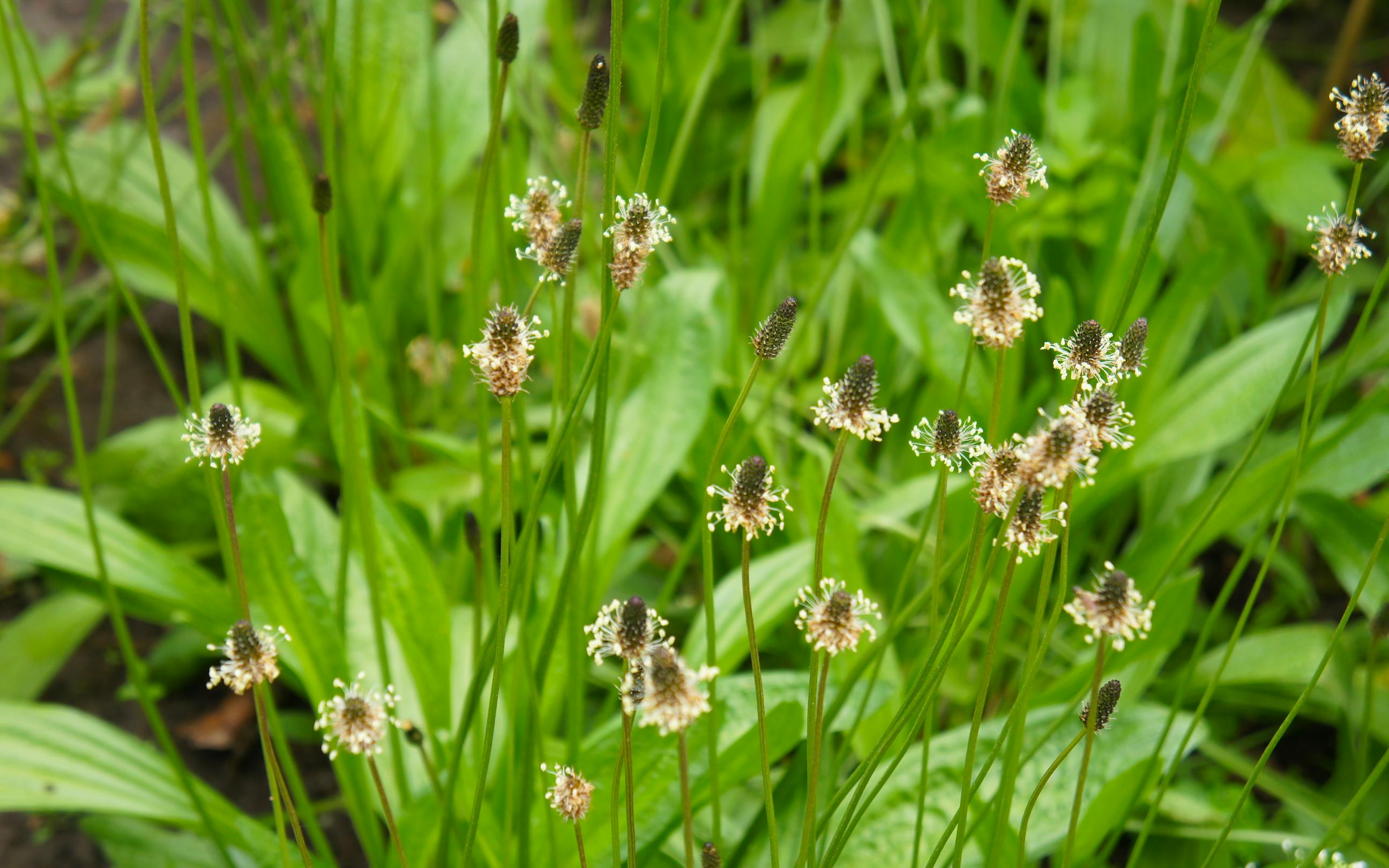 Piantaggine